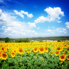 Obraz premium Field of sunflowers