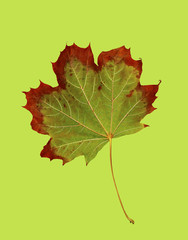 Maple leaf changing colors on a green background