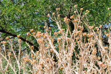 Dry Cirsium Vulgare
