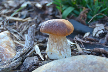 mushroom