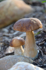 mushroom