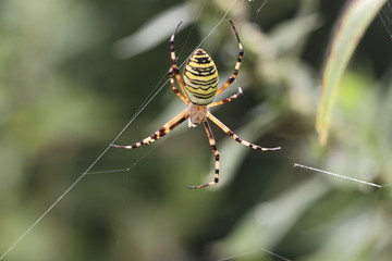 Wespenspinne in ihrem Netz.