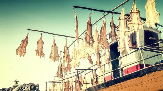 Drying fish on fishing boat in Camara de Lobos, Madeira island. 4k