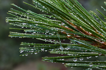сосновая хвоя © svetlana@alexey