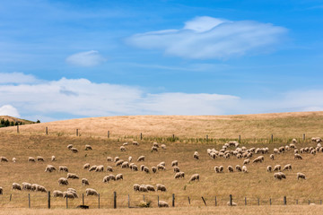 Fototapeta premium Flock of sheep grazing in a hill at sunset.