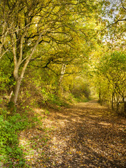 Autumn forest