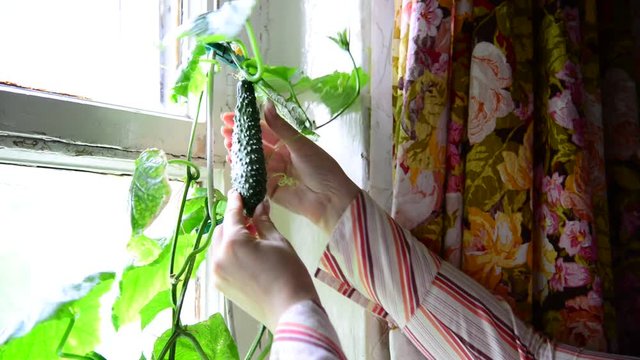 Woman grows cucumbers on window in house