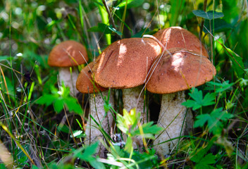 family of aspen mushrooms in the grass