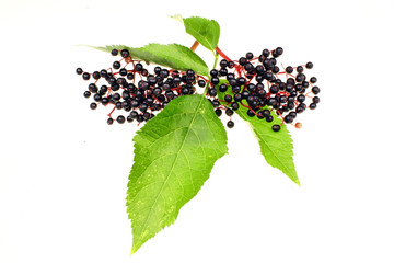 Elderberries