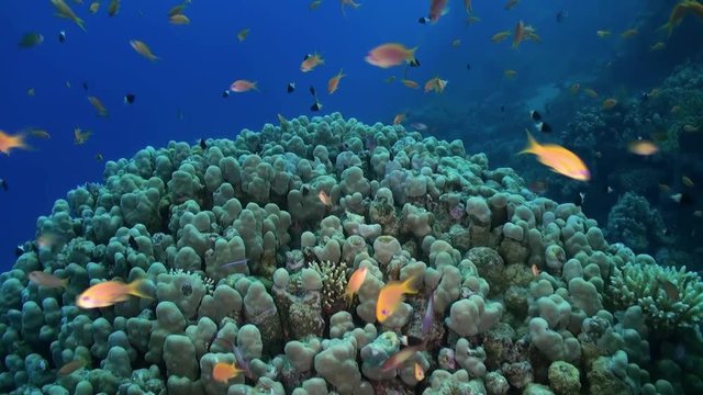 Staghorn coral with Damselfishes and Anthias. Close up. Amazing, beautiful underwater marine sea world Red Sea and life of its inhabitants, creatures and diving.