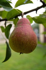 Pear on the tree in the garden