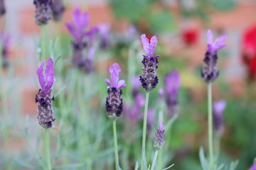 Lavendelblühten © S. Lorenzen-Mueller