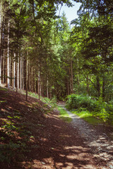 Way through a coniferous forest
