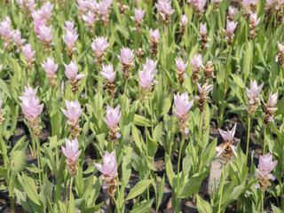 Siam tulip field with blur background sweet tone