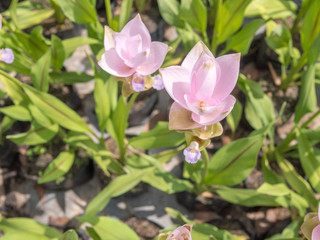 Siam tulip field with blur background sweet tone