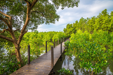 Long wood bridge in mangrove forest sunny day blue sky background - Green nature and save environmental concept.