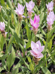 Siam tulip field with blur background sweet tone