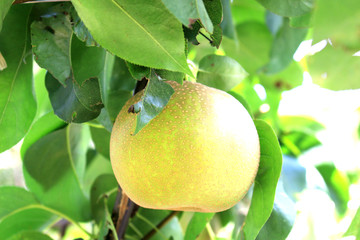 Japanese pear tree