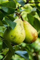 Pear on the tree in the garden