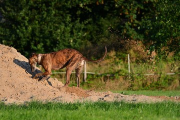 Galgo buddelt engagiert in einem Sandhügel
