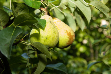 Pear on the tree in the garden