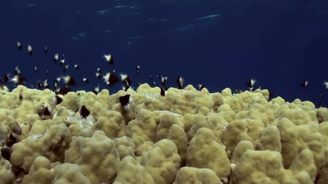 Staghorn coral with Damselfishes and Anthias. Close up. Amazing, beautiful underwater marine sea world Red Sea and life of its inhabitants, creatures and diving.