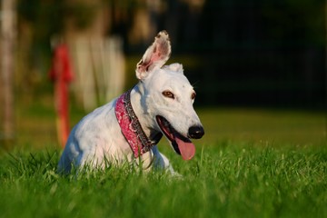 fr&ouml;hlicher wei&szlig;er Greyhound liegt entspannt im Gras