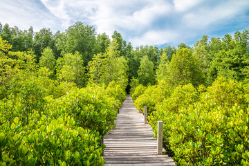 Long wood bridge in mangrove forest sunny day blue sky background - Green nature and save environmental concept.