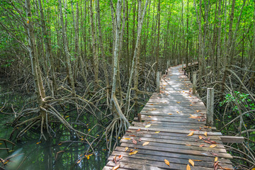 Long wood bridge in mangrove forest sunny day blue sky background - Green nature and save environmental concept.