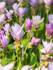 Siam tulip field with blur background sweet tone