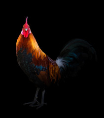 rooster in the dark