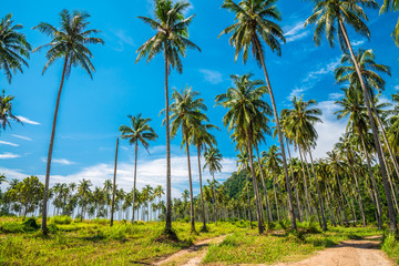 Coconut palm tree forest in sunny day blue sky background - Tropical summer beach holiday concept.