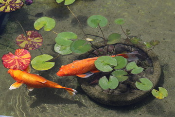 Koi fish