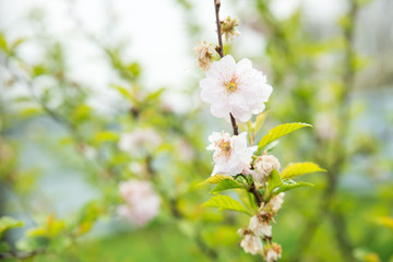 Almond flowers with green leaf blurry background.
