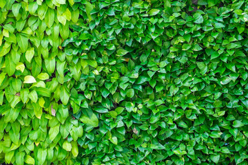 Fototapeta na wymiar Two kinds of plant on wall as background