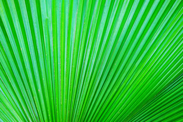 Beautiful green leaf as background