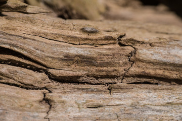 grobe Holzstruktur eines alten Baumstamms - Detailaufnahme