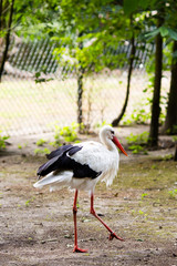 Stork on the wild park field.