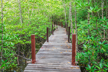 Obraz premium Long wooden bridge in mangrove forest in sunny day - Green nature or save environmental concept.