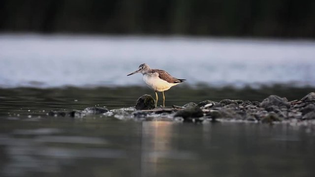 Gr&uuml;nschenkel bei der erfolgreichen Jagd nach Fisch am Seeufer