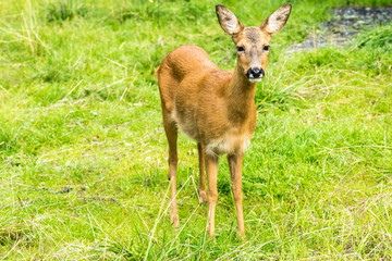 Deer (Dama dama)