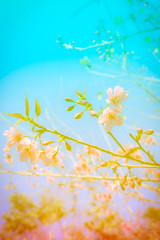 Colorful abstract background flower wild himalayan cherry at Chi
