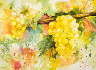 Obrazy na Plexi  Kiście żółtych winogron w winnicy. Obraz stworzony za pomocą akwareli.