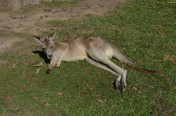 kangaroo in the grass