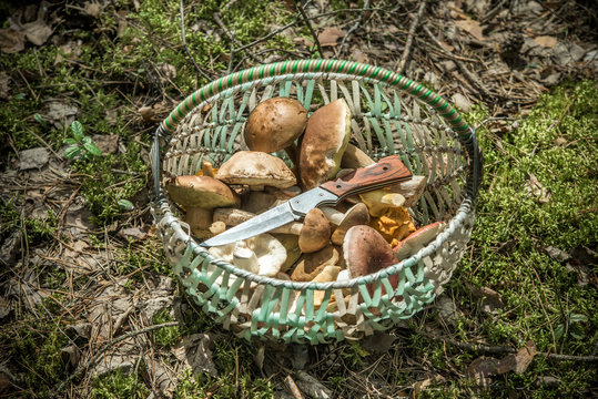 basket with mushrooms and a knife standing in a forest glade 