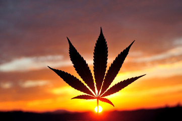 Silhouette of cannabis leaf at sunrise