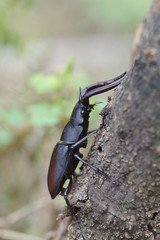 ノコギリクワガタ