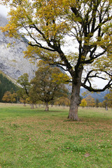 Fototapeta premium maple tree.