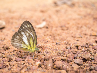 Close up butterfly 29