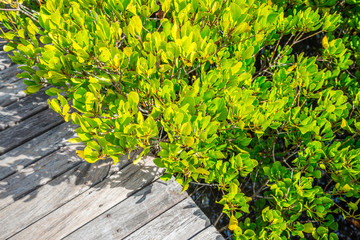 Wooden bridge in green mangrove forest with sunlight - Green nature and save environmental concept.